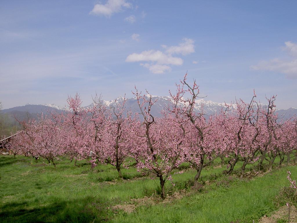Bibiana Agriturismo Il Frutto Permesso מראה חיצוני תמונה