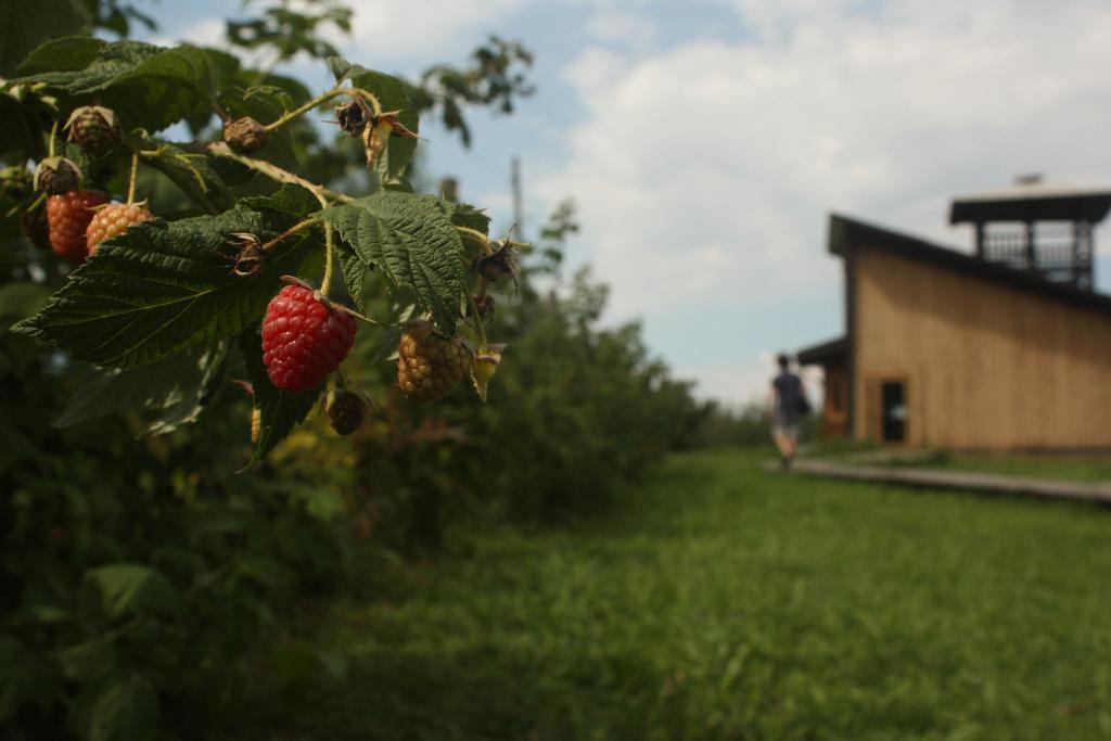 Bibiana Agriturismo Il Frutto Permesso מראה חיצוני תמונה